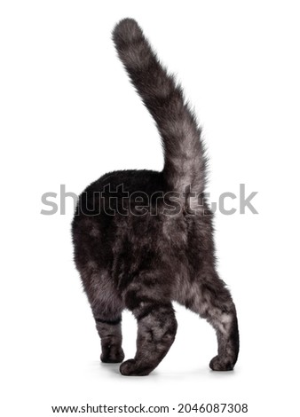 Cute Black smoke British Shorthair cat, walking away from camera showing butt hole. Isolated on a white background.