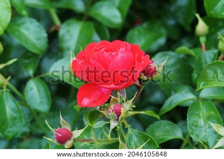             beautiful red rose in the garden after rain
                   