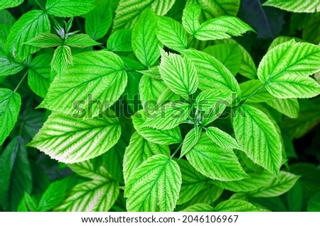 Young green leaves of raspberry bush, beautiful fresh spring background 