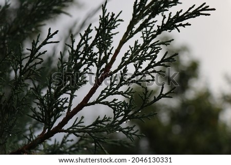 A green branch of thuja with berries. Macro photo of a spruce branch