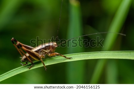 dark bush-cricket (Pholidoptera griseoaptera) on grass blade Royalty-Free Stock Photo #2046156125