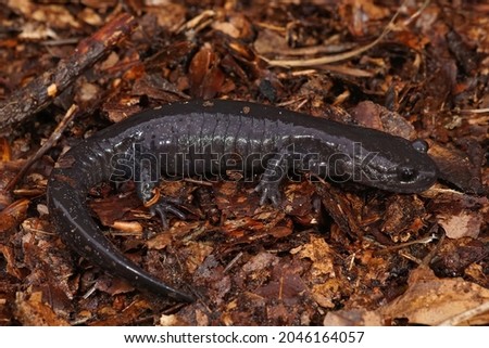 Closeup on a juvenile dark streamtype salamander, Hynobius hirosei on leafs    