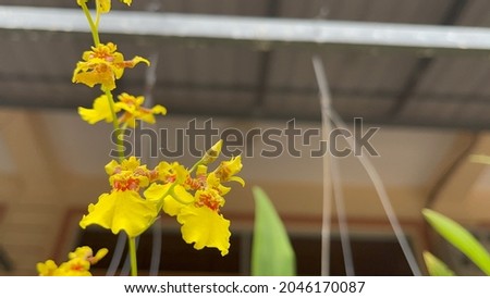 Turtle Shell Orchid in Home 
