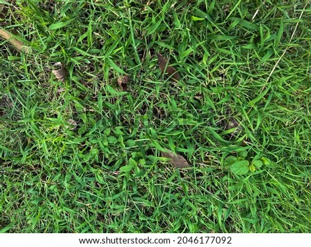 grass background in the park