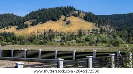 Landscape - hills with fir trees from Bucovina Moldova -Romania