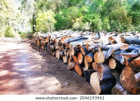 A firewood storage, many, summer forest, closeup