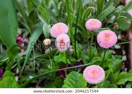 Floral background of terry pink daisies in the garden