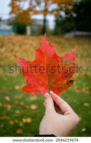 autumn maple garden wood yellow October season natural 
