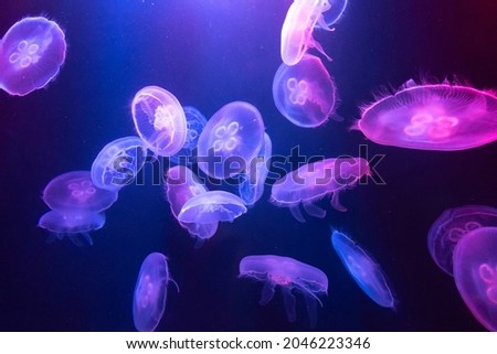 Big Jellyfish in large aquarium in Dubai Royalty-Free Stock Photo #2046223346