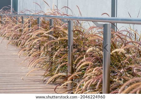 Pampas grass growing on the sidewalk. soft plants Cortaderia selloana moving in the wind.