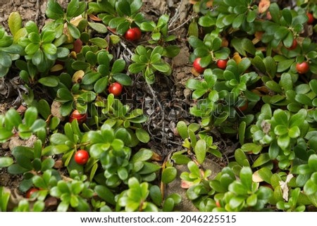 Red fruits among leaves of Uva Ursi Bearberry plant Royalty-Free Stock Photo #2046225515