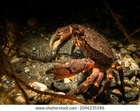 A close-up picture of a crab. Picture from The Sound, between Sweden and Denmark