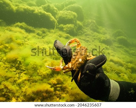 A close-up picture of a divers hand holding a crab. Green, cold water