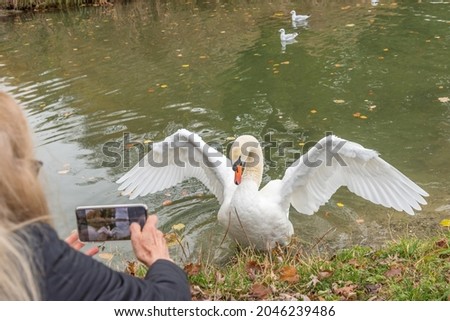 Adult woman taking a photo of a swan flapping on the shore of the pond. Concept of animals in nature.