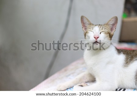 Cat smiling