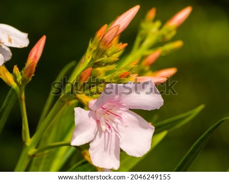 Pink leander, its scientific name is Nerium oleander Royalty-Free Stock Photo #2046249155