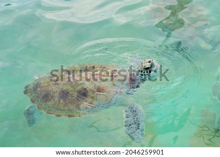 Cancun, Mexico; March 27 2015: sea turtle swimming freely in the caribbean sea in natural refuge