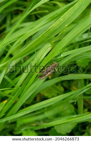Grasshopper in the green grass, close-up, selective focus