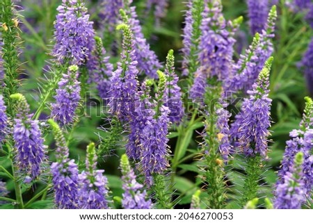           garden speedwell in the park in summer time                      Royalty-Free Stock Photo #2046270053