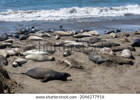Elephant Seal Sea Elephants at the California Coastal San Simeon Rookery Preserve Hauled Out to Start the Mating Season