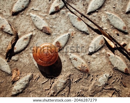 white-lipped snail or garden banded snail on the floor.