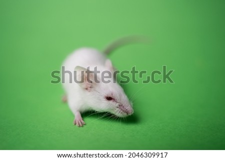 green screen mouse with selective focus 
