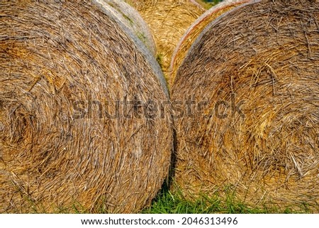 Hay bales, straw deposited on the field as fodder for cows, photographed in autumn in Germany