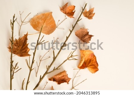 Creative composition with autumn theme, an artificial branch with natural dry leaves of different shapes are resting on a white background.
