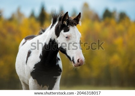 Portrait of paint horse foal with blue eyes in autumn
