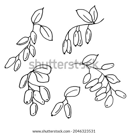 Set of white and black hand darawn  branches of barberry Royalty-Free Stock Photo #2046323531