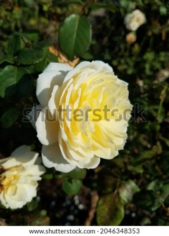 Single pale yellow rose facing the sun in the garden