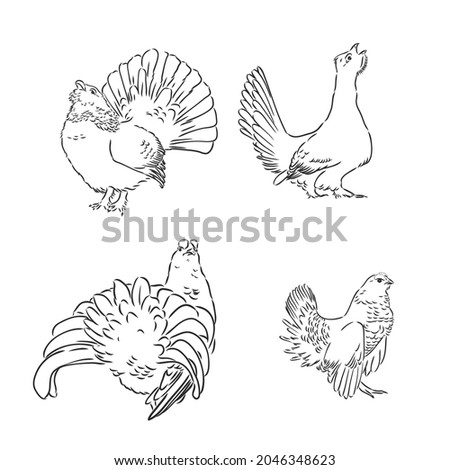 vector, sketch, hand drawn illustration of grouse bird