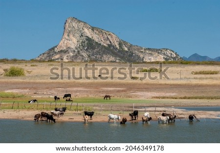 Cattle drinking lake water in the drought in the Caatinga biome in Santa Luzia, Paraiba, Brazil on July 16, 2005. Royalty-Free Stock Photo #2046349178