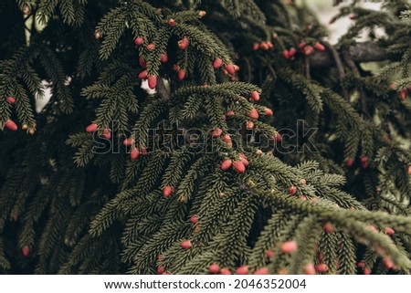 natural coniferous wood background with pink cones