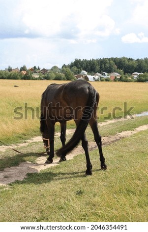 A horse on a pasture on a summer day