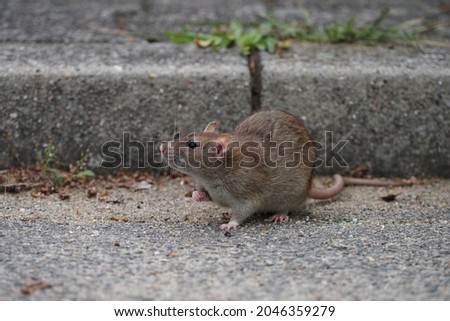 a brown norway rat (rattus norvegicus) sitting in the gutter of a road Royalty-Free Stock Photo #2046359279