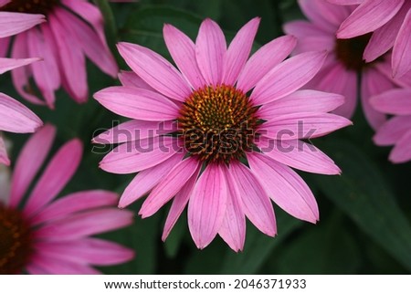 Echinacea purpurea of the "Primadonna deep rose" variety is beautifully located in the center, top view. Royalty-Free Stock Photo #2046371933