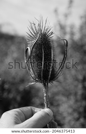 This image shows a wild teasel seed stand. It is photographed in black an white.