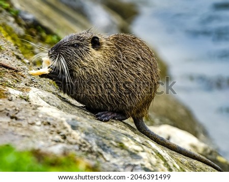 A close-up shot of a semi-aquatic giant herbivore nutria by the river located in Tuscany, Italy 