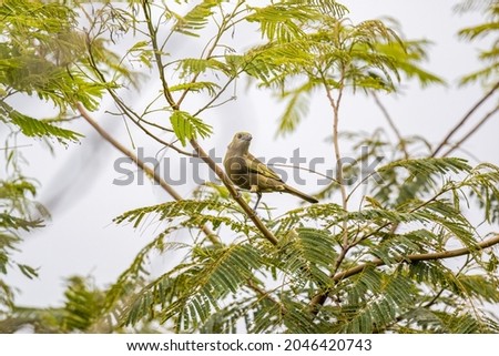 Palm Tanager (Tangara palmarum) on the Branch Tree
