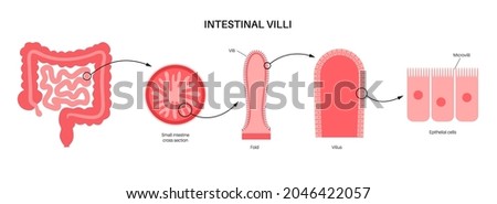 Intestinal villi diagram. Surface area of intestinal walls. Small intestine cross section, fold, villus, microvilli and epithelial cells. Digestive system medical flat vector illustration for clinic Royalty-Free Stock Photo #2046422057