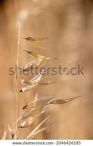 A slender wild oat. Avena barbata Royalty-Free Stock Photo #2046426185