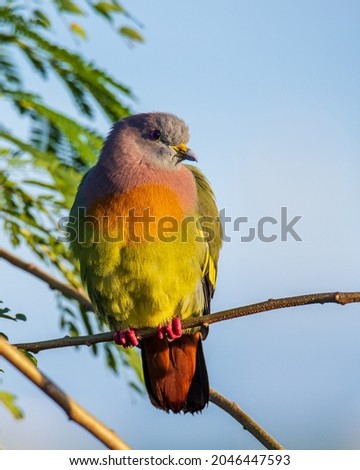 Nature wildlife bird Pink-necked Green Pigeon perched on the branch