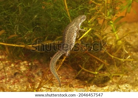 Closeup on a gravid female Italian newt, Lissotritron italicus laying eggs on Elodea densa