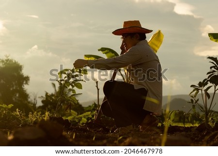 Dark farmer on light sunset working in organic farmland