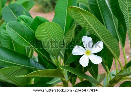 White plumeria flowers (Plumeria obtusa L.) or frangipani tropical flower, blooming in garden.