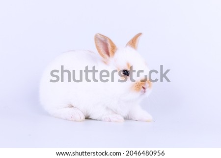 Lovely bunny easter white rabbit on white background. Cute fluffy rabbit on white background Lovely mammal with beautiful bright eyes in nature life. Animal concept.