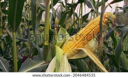 The cornfield is ready to harvest and has had an unusually good corn crop this year. On a branch hangs a ripe ear of yellow corn.