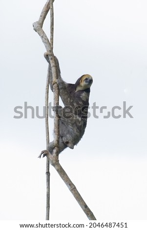 A vertical shot of a Pygmy three-toed sloth on the branch