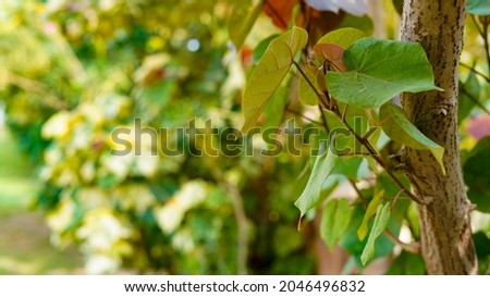  Green leaves with blur abstract background wallpaper                          